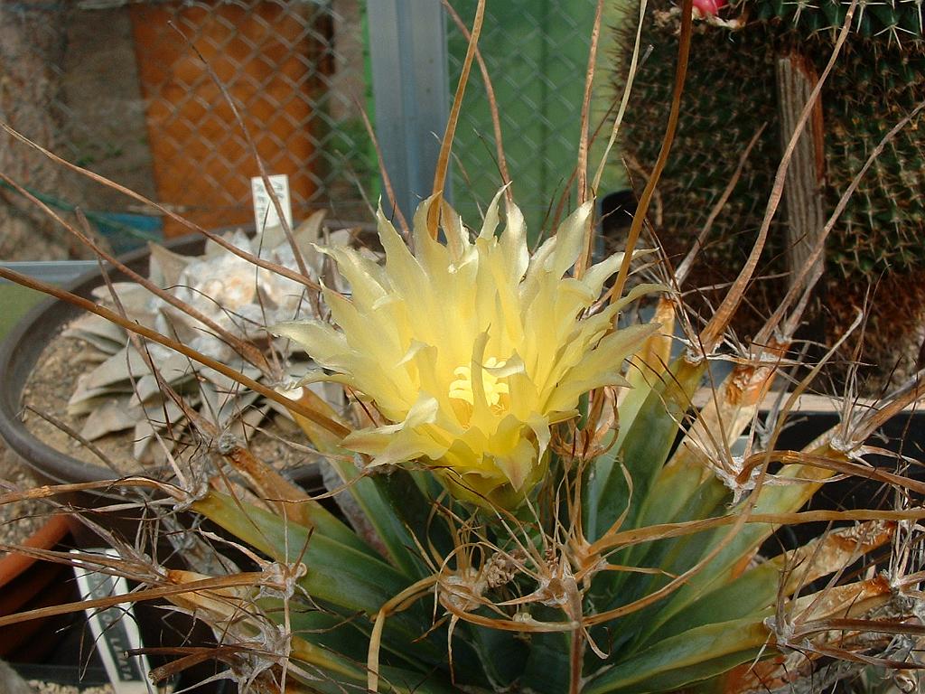 Leuchtenbergia principis.JPG